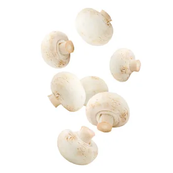 Mushroom (7)-1782993-34673.webp